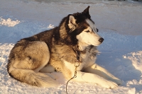 Huskies Erleben